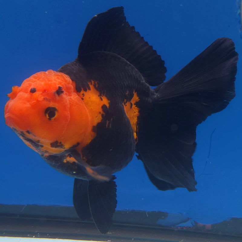 Thai Jumbo Oranda Apache 5in Female (FEB-221)BLUETUB2