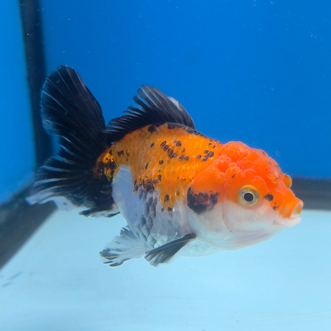 Thai Oranda Tiger 2.5” Female(FEB-676)R3B01