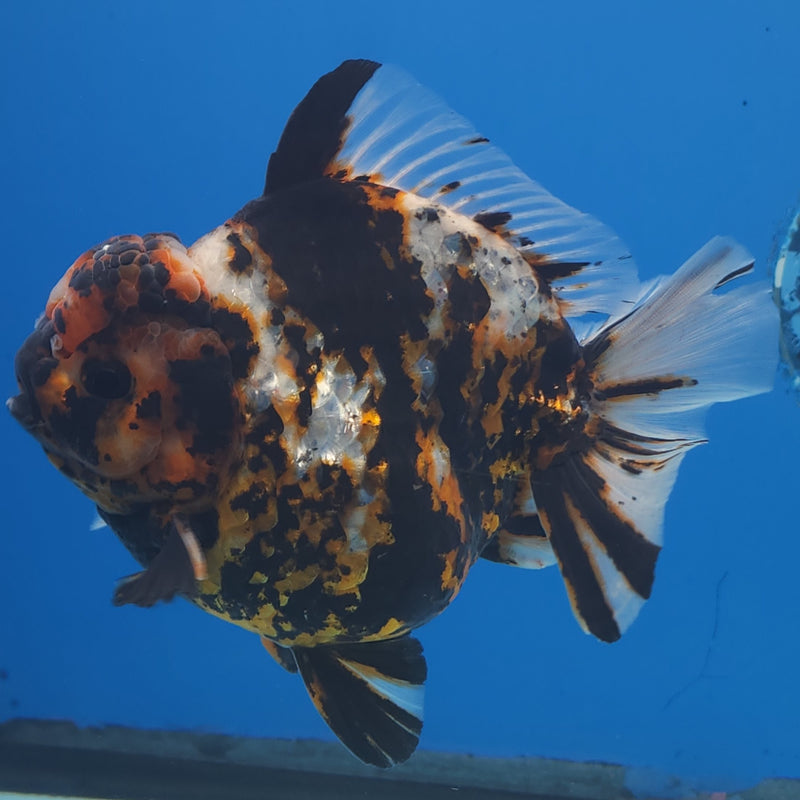 Thai Jumbo Black Tiger Orchid Tail Oranda by NK THAILAND 5.00 inch Body (NKT-FEB-371)