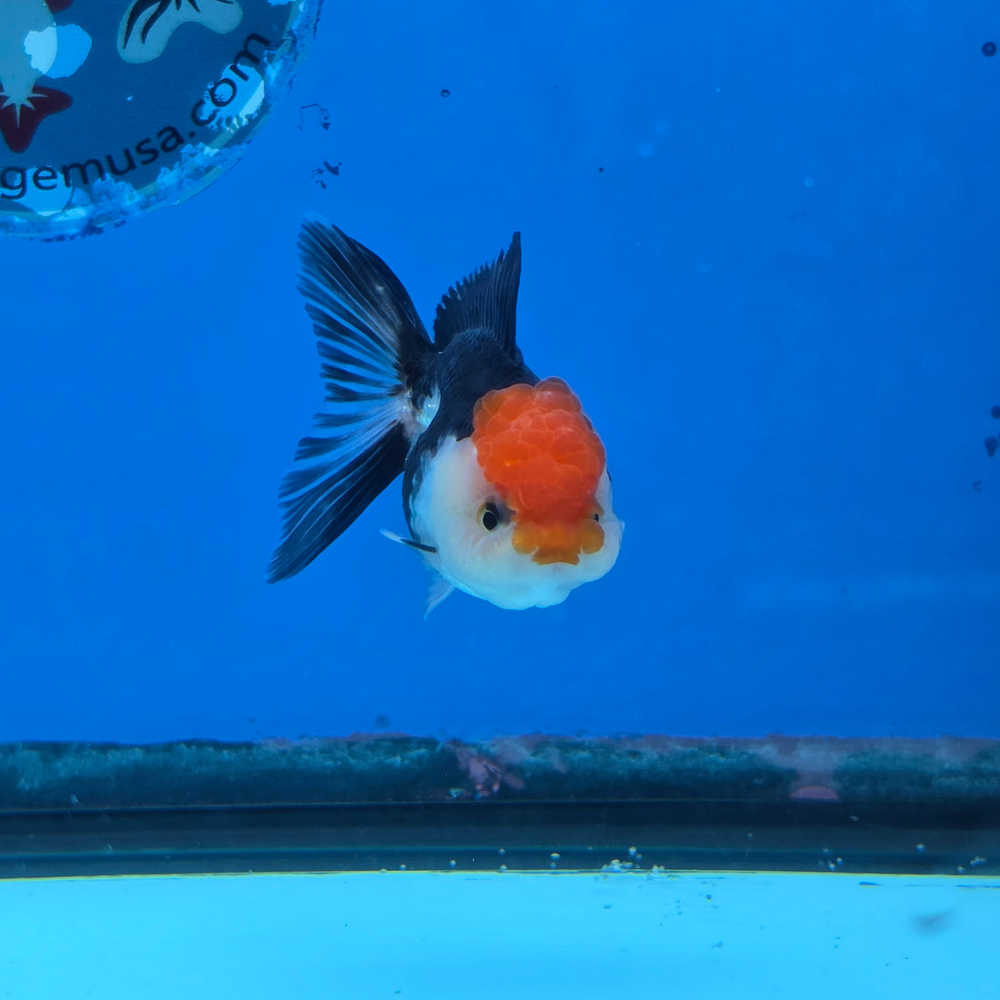 Thai Oranda Tri Color 2.5 in Female (FEB-516)R3A08