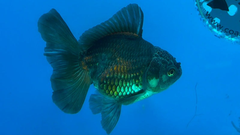 Thai Oranda Copper 3.5" Female(FEB-428)R2B05
