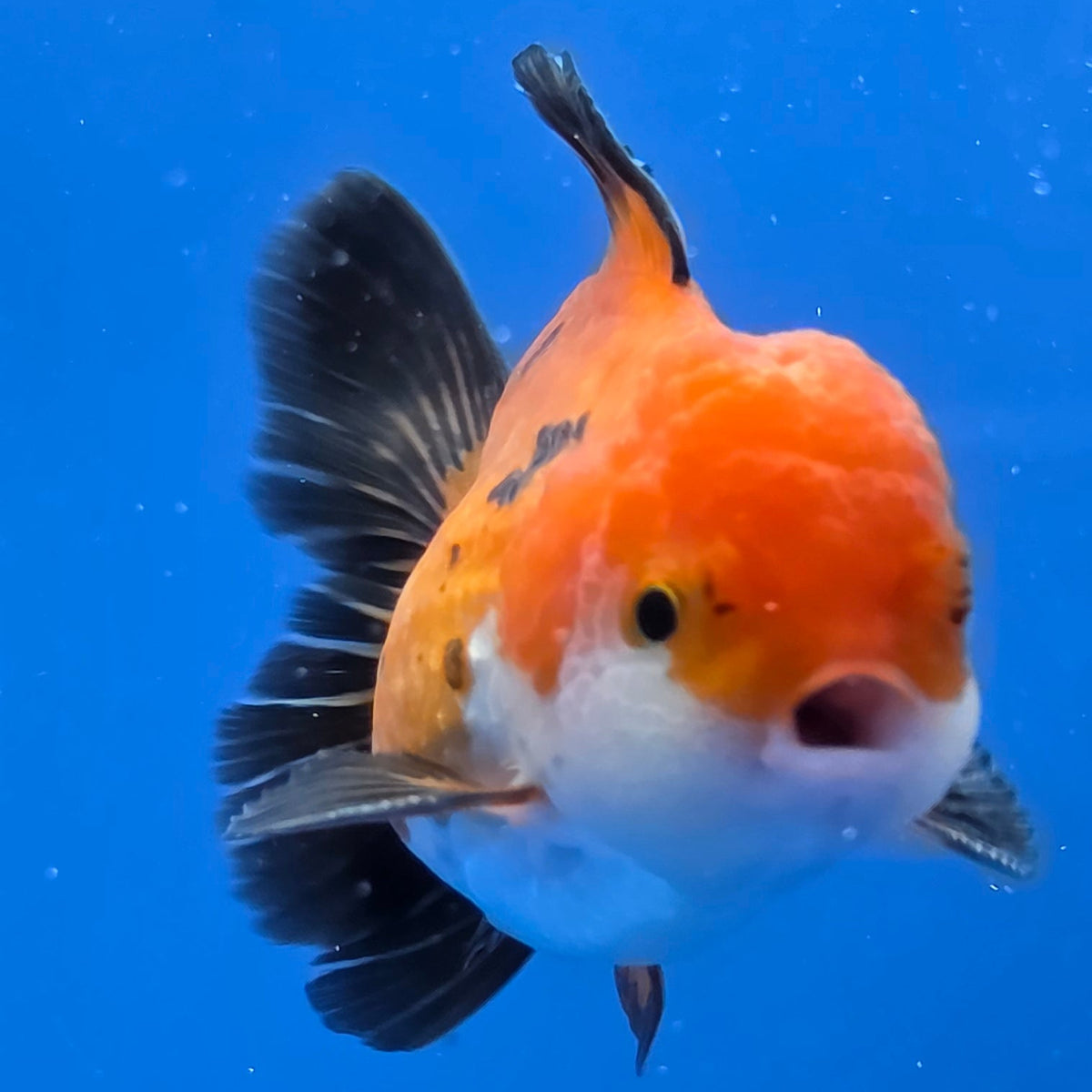 Thai Oranda Apache 2.50" Body male (FEB-746)R2B01