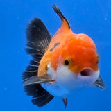 Thai Oranda Apache 2.50" Body male (FEB-746)R2B01
