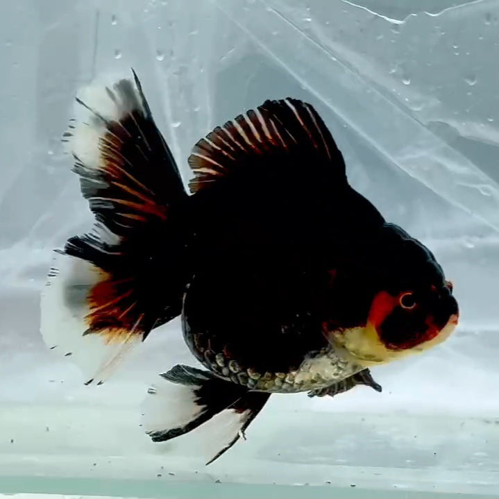Thai Premium Tri Color Orchid Tail Oranda 4.00 inch Body (QGF-JO1151)BLUETUB1