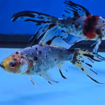 Shubunkin Goldfish 5.00 inch