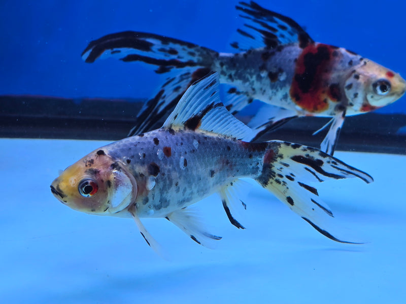 Shubunkin Goldfish 5.00 inch