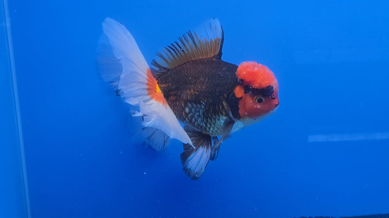 Thai Jumbo Apache Orchid Tail Oranda 4.50 inch Body Male 8 Months Age Giant Breed (NNN-3021)R1A09