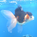 Thai Oranda Tri-Color 2.5” Female(FEB-670)R3B03