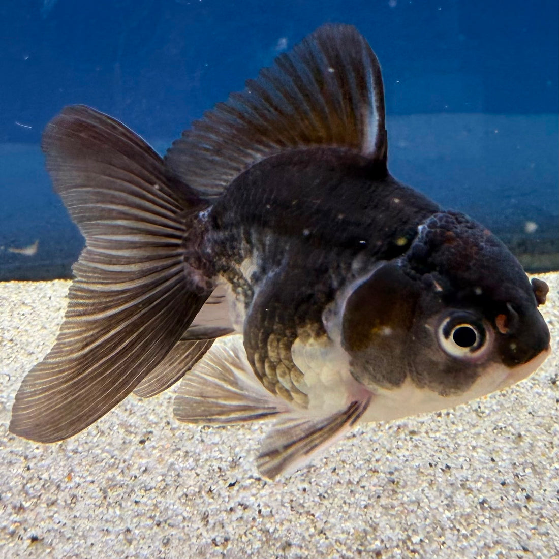 Thai Oranda Panda 2" Female (FEB-490)