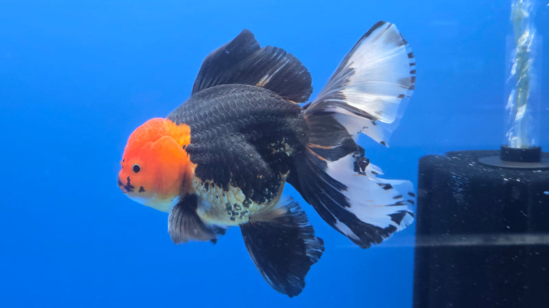 Thai Jumbo Apache Orchid Tail Oranda 4.50 inch Body Male 8 Months Age Giant Breed (NNN-3019)R1A07
