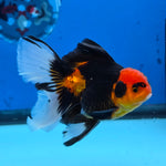 Thai Oranda Apache Butterfly Tail 3.5 in Male (FEB-517)R3A08