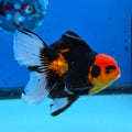 Thai Oranda Apache Butterfly Tail 3.5 in Male (FEB-517)R3A08