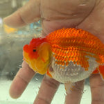 A Grade Our Choice Red/White Dragon Head Ranchu 2.50 inch Body (CGF)