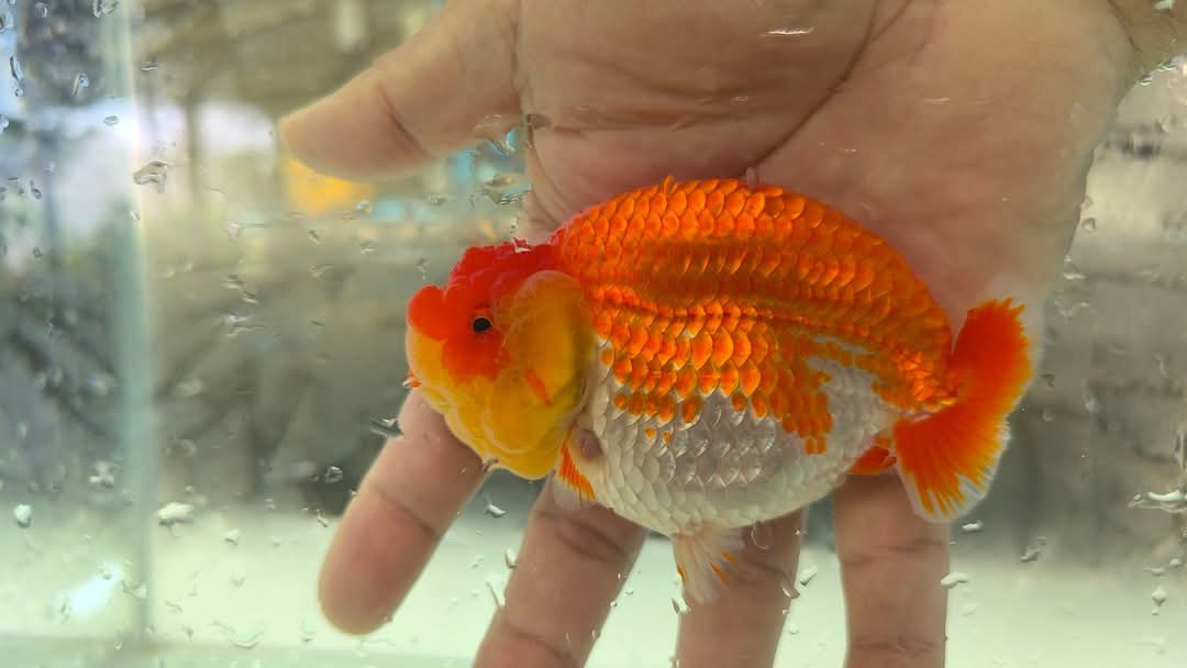 A Grade Our Choice Red/White Dragon Head Ranchu 2.50 inch Body (CGF)