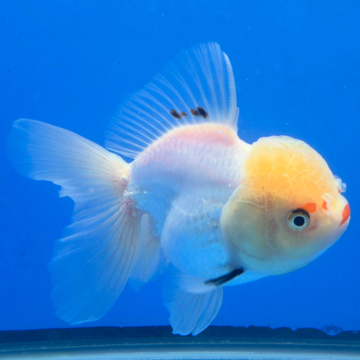 Thai Oranda Lemonhead Panda 3.5" Body Female (FEB-885)R2B08