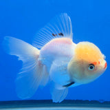 Thai Oranda Lemonhead Panda 3.5" Body Female (FEB-885)R2B08