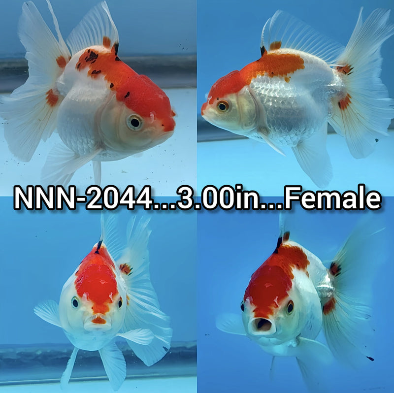 Thai Red/White Giant Breed Oranda 3.00 inch Body Female (NNN-2044)R1B12