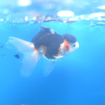 Thai Oranda Tri-Color 2.5” Female(FEB-670)R3B03