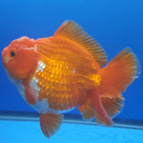 Thai Jumbo Oranda Red & White 4.5in Female (FEB-229)R2A16