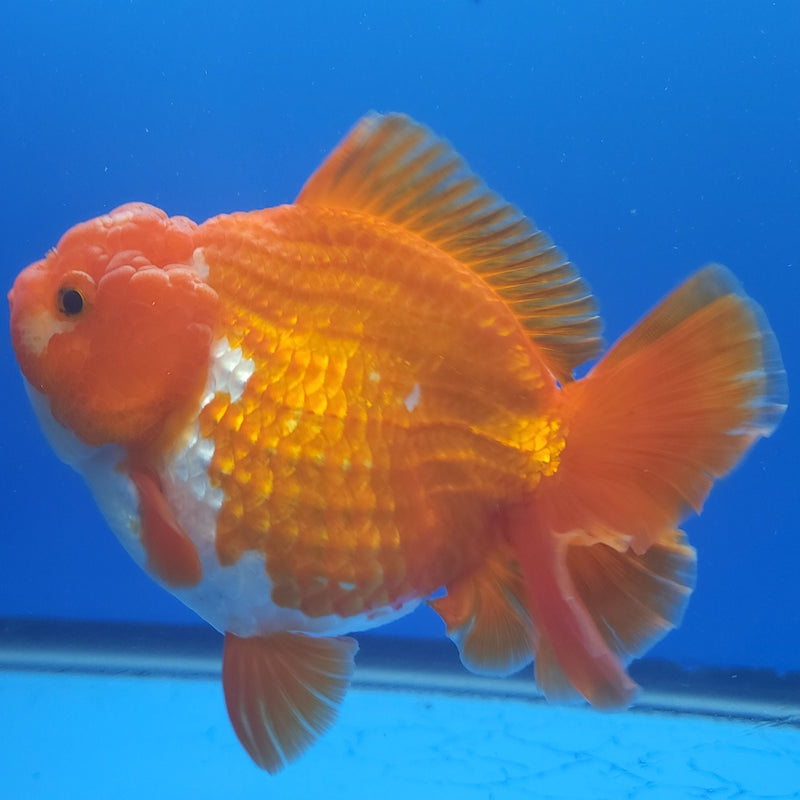 Thai Jumbo Oranda Red & White 4.5in Female (FEB-229)BLUETUB1