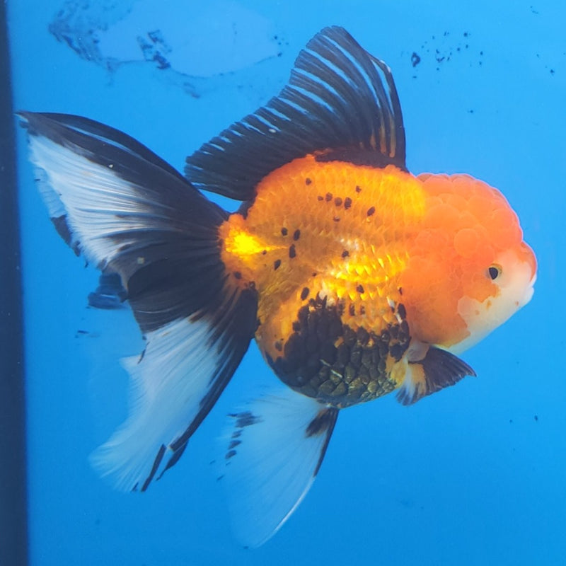 Thai Oranda Apache JUMBO  4.5” Body Female(FEB-379)R2B11