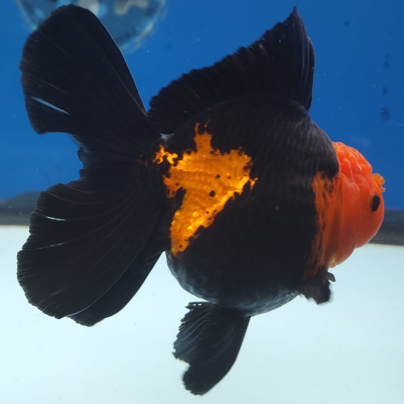 Thai Jumbo Oranda Apache 5in Female (FEB-221)BLUETUB2