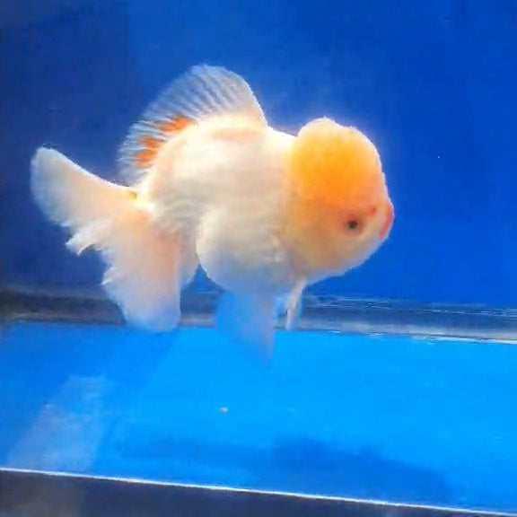 Thai Jumbo White Orchid Tail Oranda 4.50” Body (CRP-JO1152)