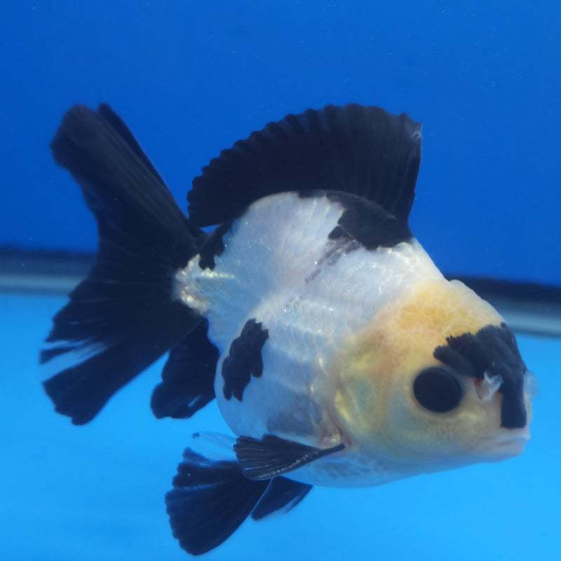 Thai Panda 3in Male (FEB-206)R3A05
