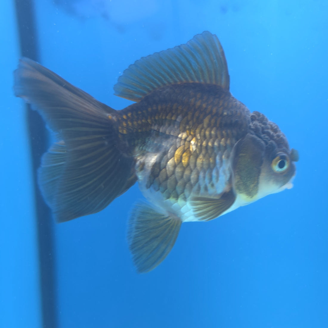Thai Oranda Panda Silver 2.5” Female(FEB-663)R3B04