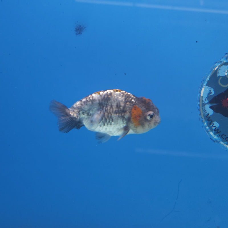 Thai Ranchu Calico 2.5in Female (FEB-341)R3A14
