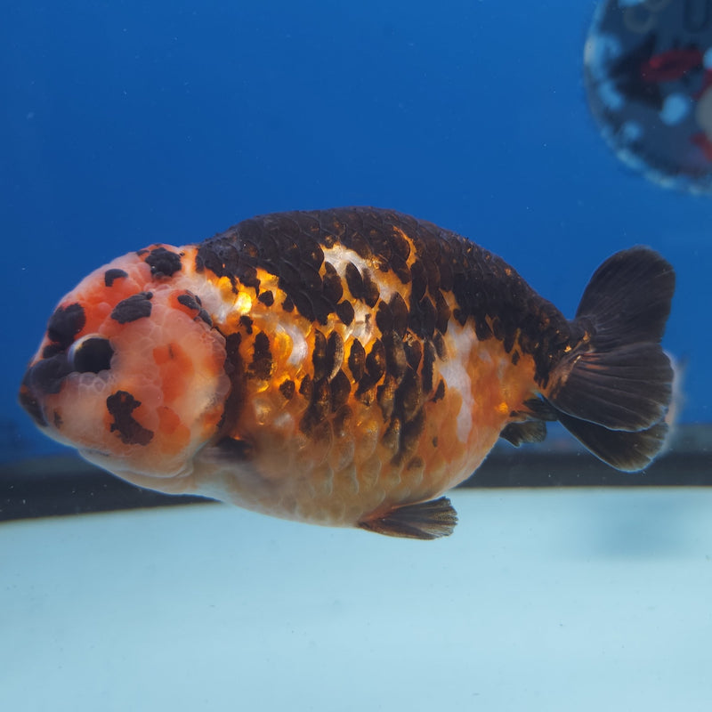 Chinese Ranchu Calico 3.5” Body Male(FEB-347)R2B13