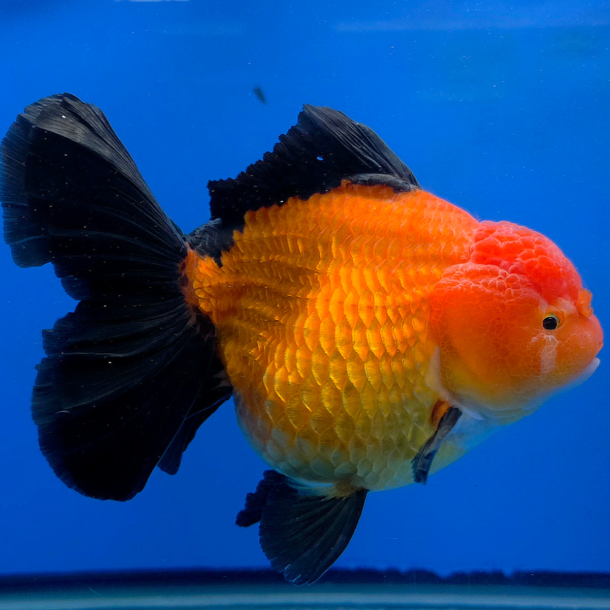 Thai Oranda Jumbo AAA Grade Apache 4.50 inch Body Female(FEB-846)R2A14
