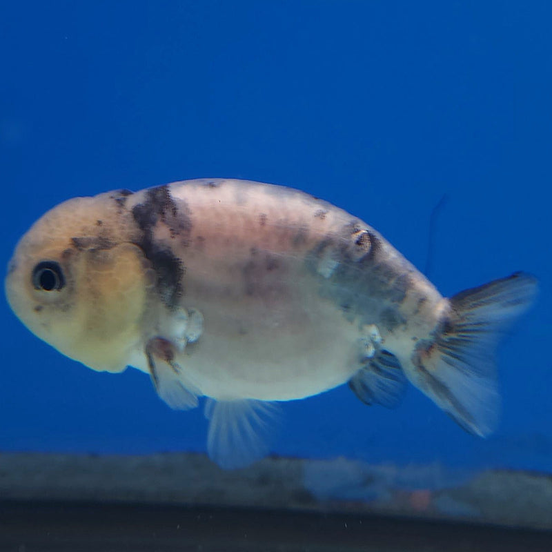 Thai Ranchu White Tiger 2.5in Female (FEB-343)R3A14