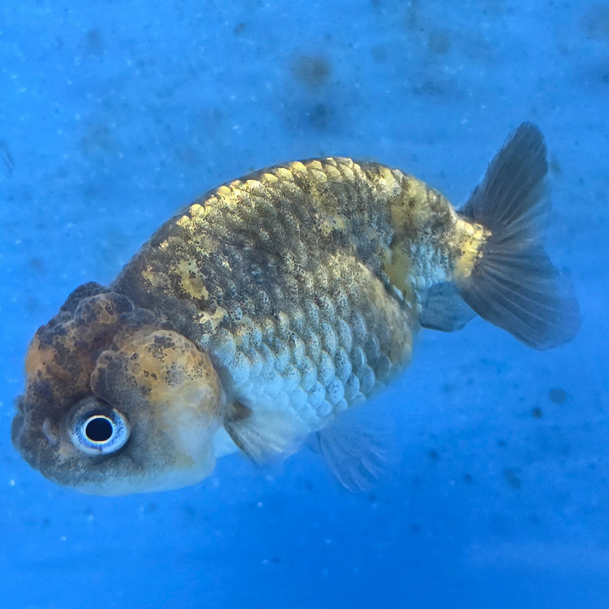 Thai Ranchu Tiger Calico 2.50" Body (FEB-877)R2B06