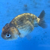 Thai Ranchu Tiger Calico 2.50" Body (FEB-877)R2B06