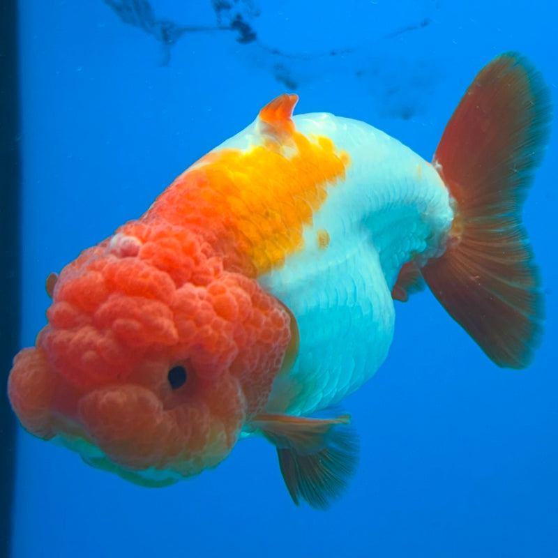 Thai Ranchu Red & White Shark 4in Female (FEB-445)BLUETUBA