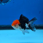 Thai Oranda Tri Color 2.5 in Female (FEB-516)R3A08