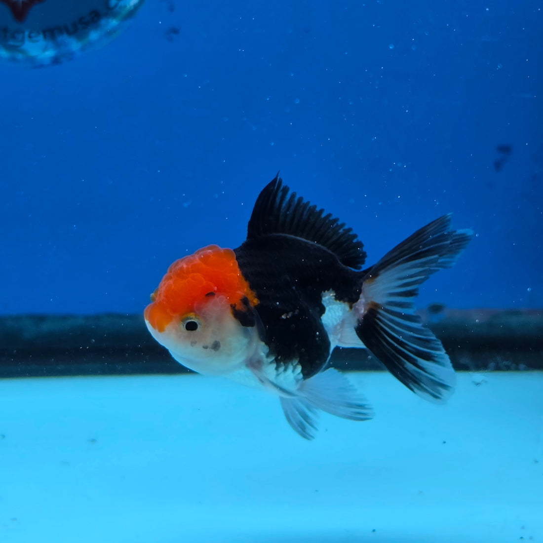 Thai Oranda Tri Color 2.5 in Female (FEB-516)R3A08