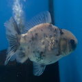 Thai Oranda Panda Silver 2.5” Female(FEB-700)R3B13