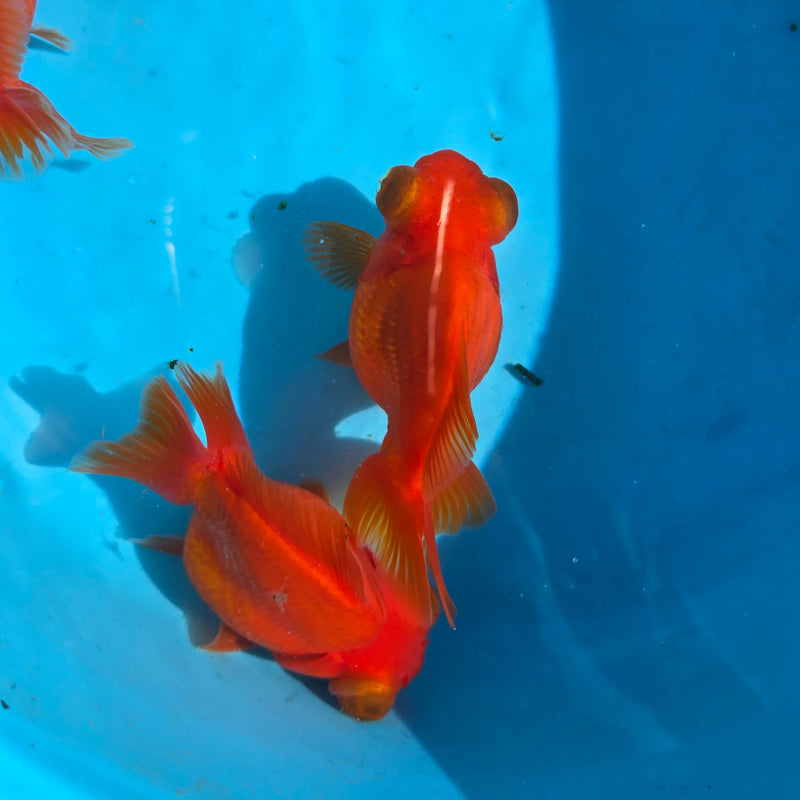 China Full Red Demekin Telescope 3.00 inch Body (CGF)