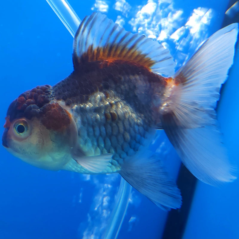Thai Oranda Silver Panda 2.5” Female (FEB-364)R3B20