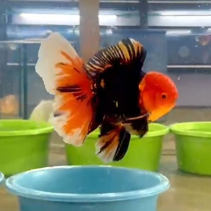 Thai Jumbo Tri Color Oranda Flame Tail 4.50 inch Body (QGF-JO1155)