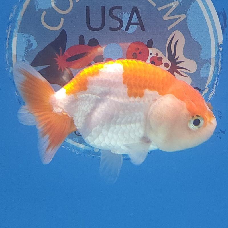 Chinese Ranchu Red & White 2.5in Female (FEB-330)R3B16