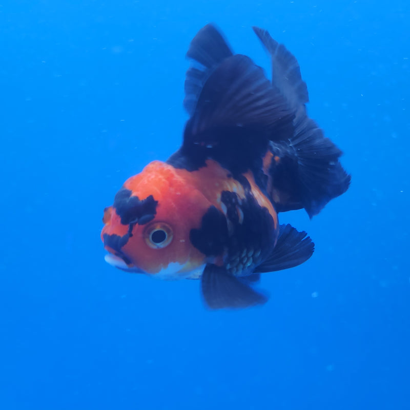 Thai Oranda Apache 2.5in Female (FEB-198)R3B07