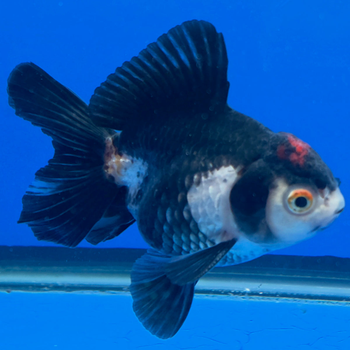 Thai Oranda Red Cap Panda 3.25” Male(FEB-889)R2B09