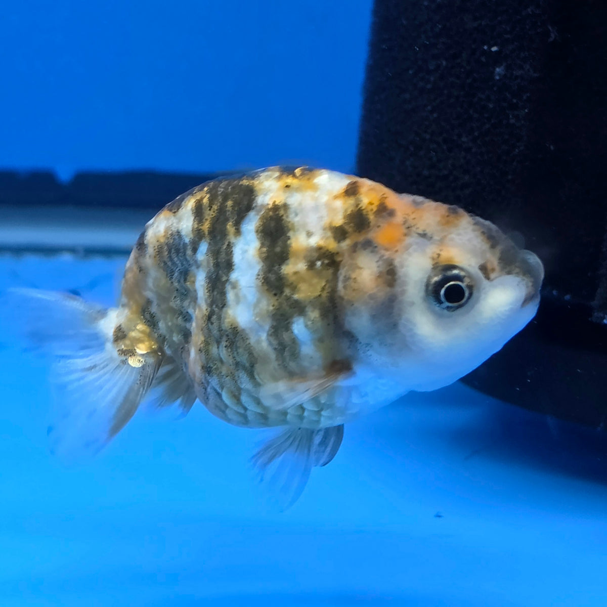 Thai Ranchu Tri Color Tiger 2.50" Body Female (FEB-812)R2B05