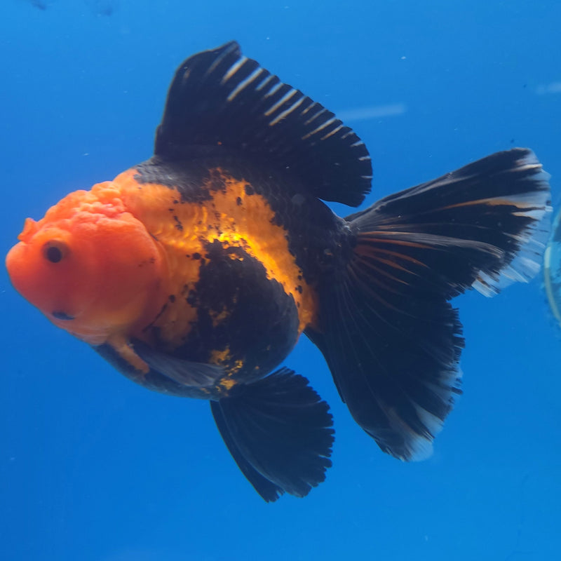 Thai Jumbo Oranda Apache 5in Female (FEB-220)BLUETUB2