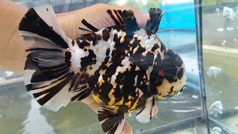 Thai Jumbo Calico Orchid Tail Oranda by NK THAILAND 5.00 inch Body (NKT-JO2036)