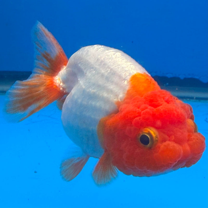Thai Red & White Ranchu 3” Body Female(FEB-410) BLUETUBD