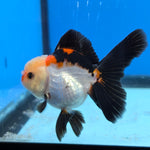 Thai Oranda Tri Color 3 in Body Female (FEB-527)R3A07